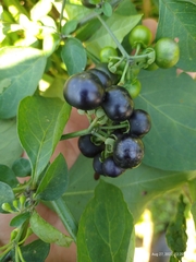 Solanum scabrum
