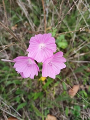 Malva moschata