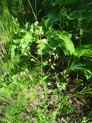 Galium × pseudoboreale