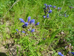 Dracocephalum ruyschiana