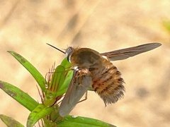 Bombyliini