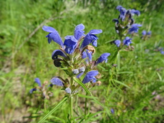 Dracocephalum ruyschiana