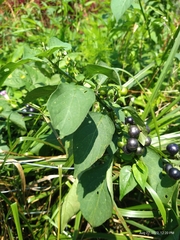 Solanum scabrum