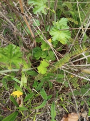 Malva moschata