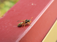 Polistes gallicus