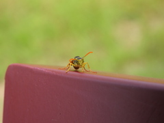 Polistes gallicus