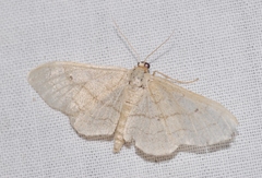 Idaea aversata