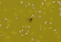 Sarucallis kahawaluokalani