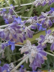 Salvia yangii