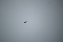 Falconiformes
