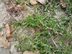 Polygonum aviculare aviculare
