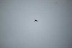 Falconiformes