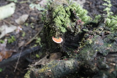 Climacodon roseomaculatus