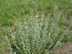 Artemisia dracunculus glauca