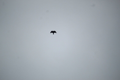 Falconiformes
