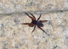 Trochosa