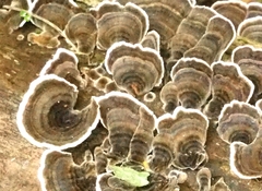 Trametes versicolor