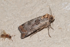 Epilecta linogrisea