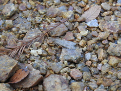 Nomophila nearctica