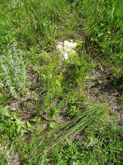 Filipendula vulgaris