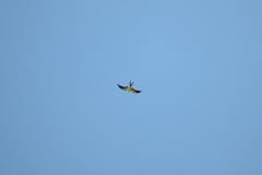 Elanoides forficatus