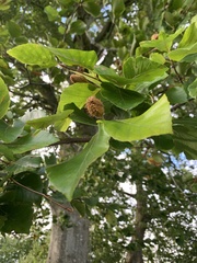 Fagaceae