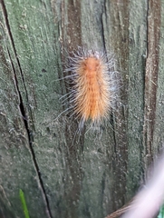 Phragmatobia fuliginosa