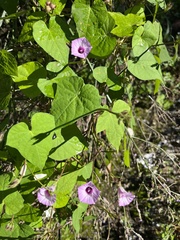 Ipomoea triloba
