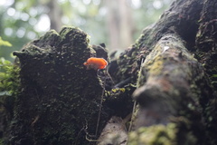 Climacodon roseomaculatus