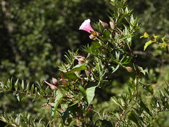 Calystegia sepium spectabilis