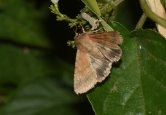 Helicoverpa armigera