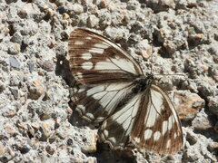 Melanargia halimede