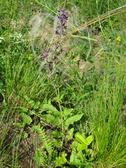 Salvia dumetorum