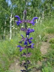 Salvia dumetorum