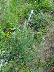Artemisia sericea