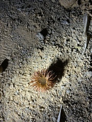 Quercus dentata