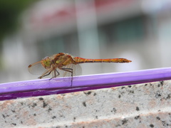 Sympetrum vulgatum