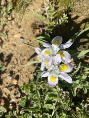 Moraea falcifolia