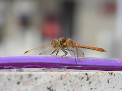 Sympetrum vulgatum