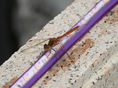 Sympetrum vulgatum