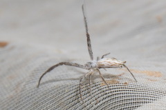 Uloborus walckenaerius