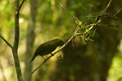 Chiroxiphia caudata
