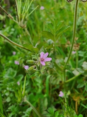 Erodium moschatum