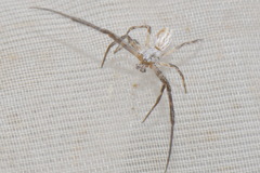 Uloborus walckenaerius