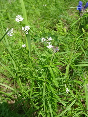 Asperula tinctoria