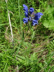 Dracocephalum ruyschiana
