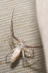 Uloborus walckenaerius