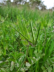 Erodium moschatum