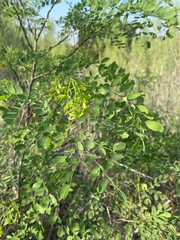 Leucaena retusa