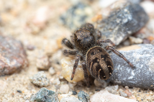 Phidippus cryptus